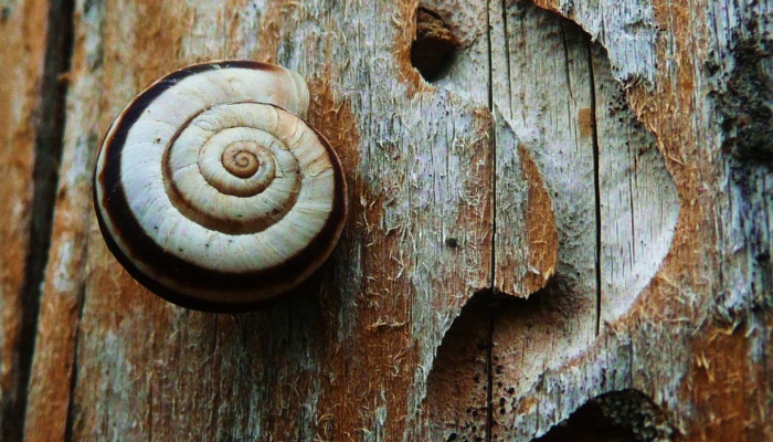 彭城花园疫情最新消息：重磅揭秘，为您提供全面、详细的最新动态