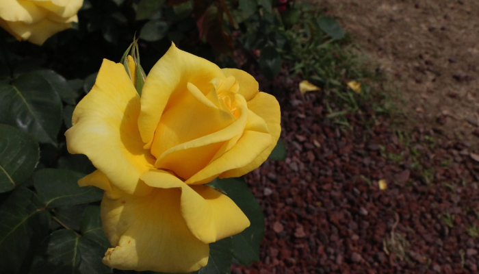 意大利疫情最新数量：深入了解疫情最新动态与防护措施